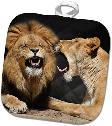 3drose smiješan lav par s lavicama vikajući u svom mate divljim životinjama humor - Pothilders