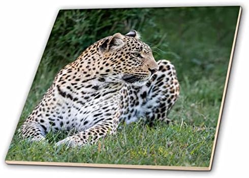 3drose Afrika, Kenija, Nacionalni rezervat Masai Mara. Leopard u mirovanju. - Pločice.